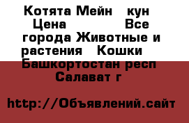 Котята Мейн - кун › Цена ­ 19 000 - Все города Животные и растения » Кошки   . Башкортостан респ.,Салават г.